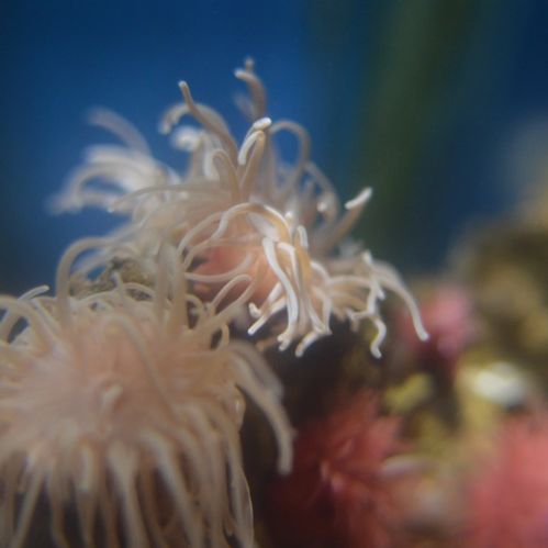 Aquarium Example